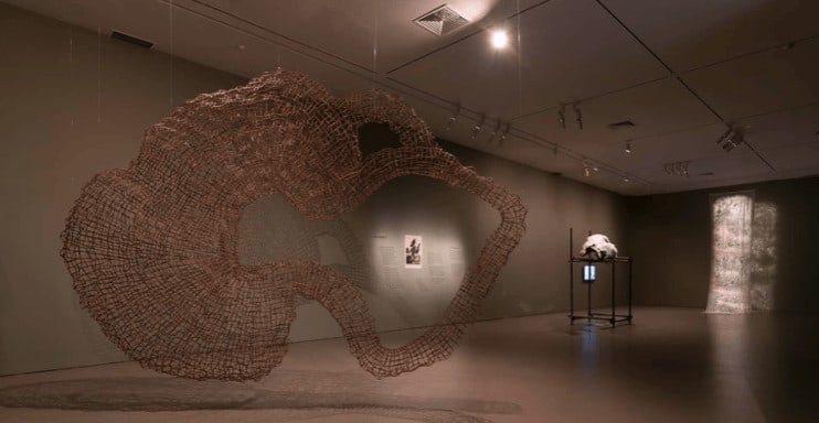 installation view of Trees of Life – Knowledge in Material (Image courtesy of CCA)