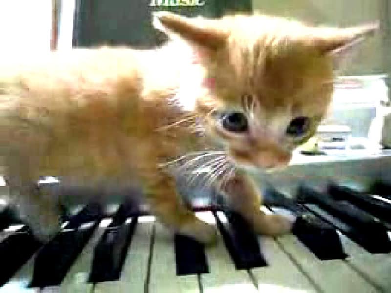 Cory Arcangel’s Arnold Schoenberg Op 11 I – III – Cute Kittens (2009) 
